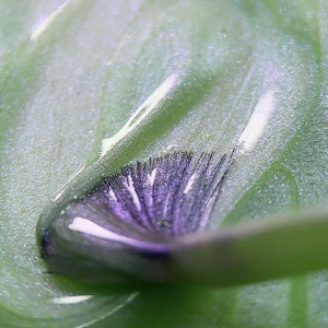 magpie gel colour sea me rollin prachtnagels spill